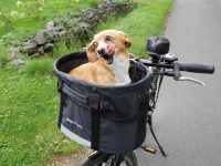 Fahrradkorb für Hunde im Test Fahrradkorb für Hunde im Test